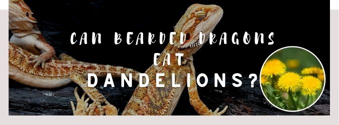 image of bearded dragon, dandelions and a text saying: can bearded dragons eat dandelions?