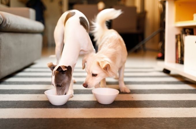image of 2 dogs eating