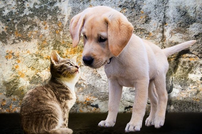 image of dog and cat