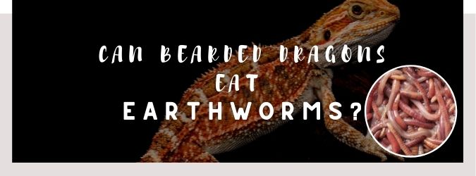 image of bearded dragon, earthworms and a text saying: can bearded dragons eat earthworms?