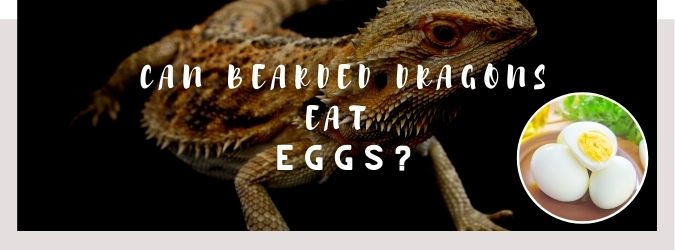image of bearded dragon, eggs and a text saying: can bearded dragons eat eggs?