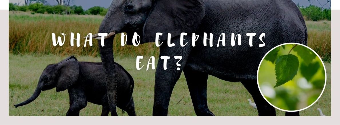 image of elephants, leaves and a text saying: what do elephants eat