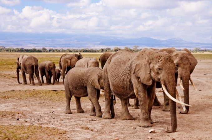 image of elephants