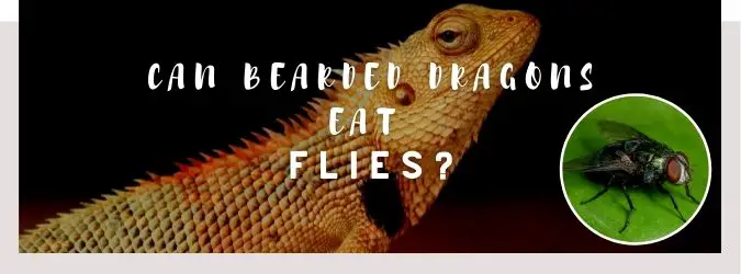 image of bearded dragon, flies and a text saying: can bearded dragons eat flies?