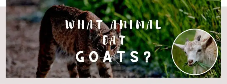 image of bobcat, goat and a text saying: what animal eats goats