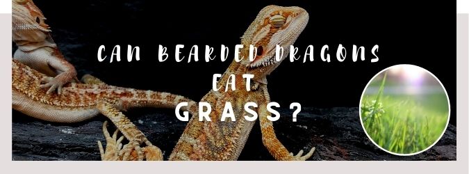 image of bearded dragon, grass and a text saying: can bearded dragons eat grass?