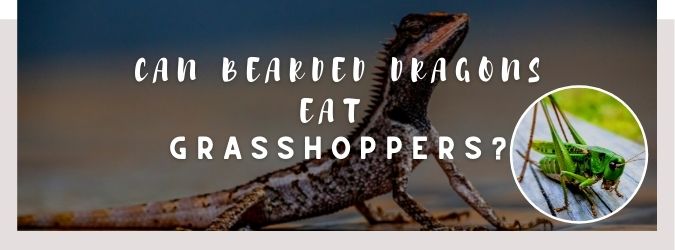 image of bearded dragon, grasshoppers and a text saying: can bearded dragons eat grasshoppers?