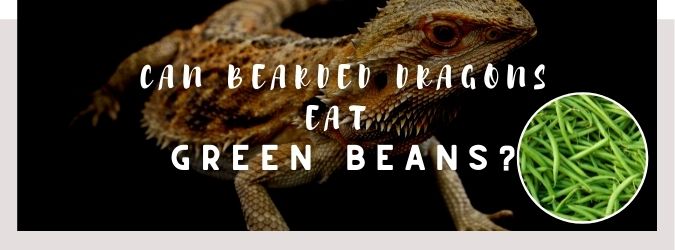 image of bearded dragon, green beans and a text saying: can bearded dragons eat green beans?