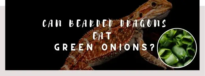 image of bearded dragon, green onion and a text saying: can bearded dragons eat green onions?