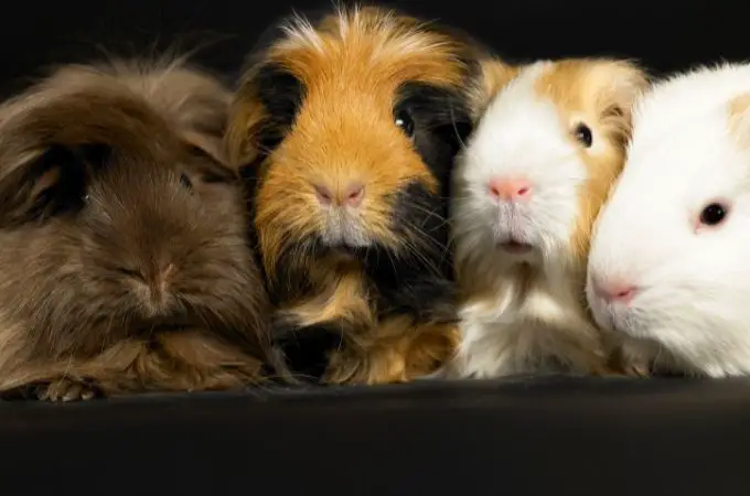 image of guinea pigs