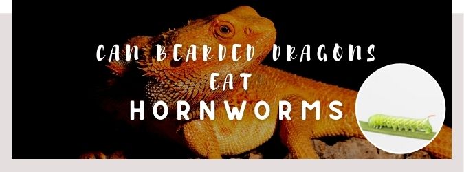 image of bearded dragon, hornworms and a text saying: can bearded dragons eat hornworms?
