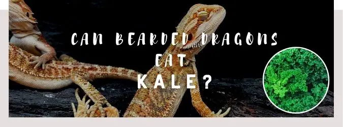 image of bearded dragon, kale and a text saying: can bearded dragons eat kale?