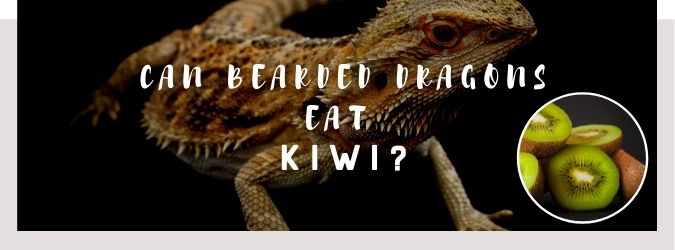 image of bearded dragon, kiwi and a text saying: can bearded dragons eat kiwi?