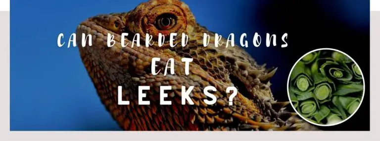 image of bearded dragons, leeks and a text saying: can bearded dragons eat leeks