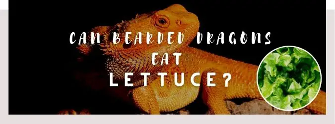 image of bearded dragon, lettuce and a text saying: can bearded dragons eat lettuce?