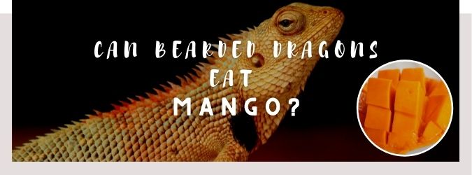 image of bearded dragon, mango and a text saying: can bearded dragons eat mango?