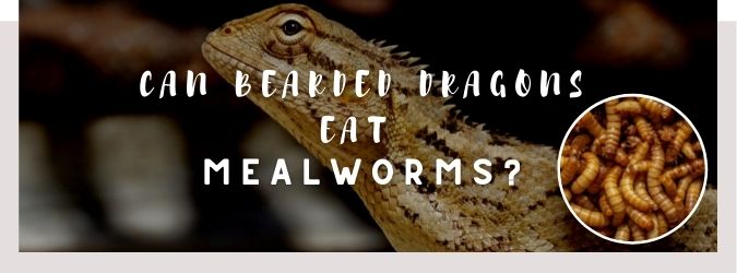 image of bearded dragon, mealworms and a text saying: can bearded dragons eat mealworms?