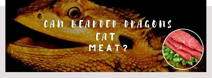 image of bearded dragon, meat and a text saying: can bearded dragons eat meat?