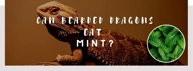 image of bearded dragon, mint and a text saying: can bearded dragons eat mint?
