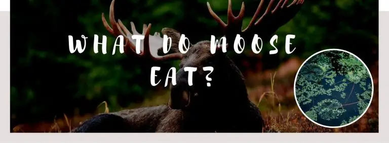 image of moose, aquatic plants and a text saying: what do moose eat