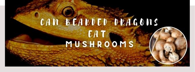 image of bearded dragon, mushrooms and a text saying: can bearded dragons eat mushrooms?