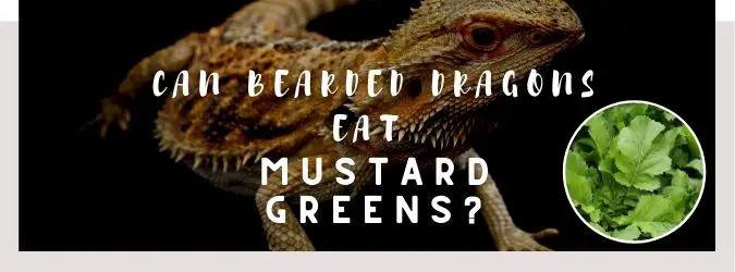 image of bearded dragon, mustard greens and a text saying: can bearded dragons eat mustard greens?