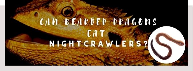 image of bearded dragon, nightcrawlers and a text saying: can bearded dragons eat nightcrawlers?