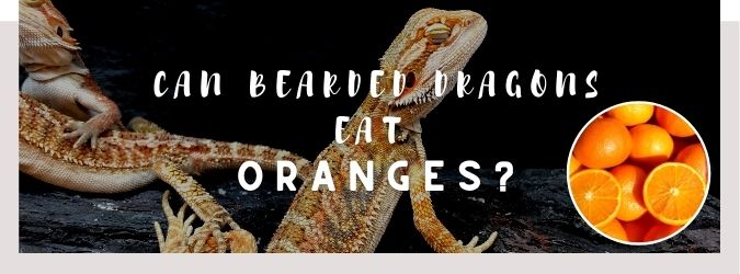 image of bearded dragon, oranges and a text saying: can bearded dragons eat oranges?