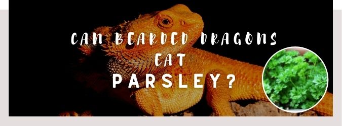 image of bearded dragon, parsley and a text saying: can bearded dragons eat parsley?