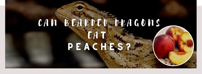 image of bearded dragon, peaches and a text saying: can bearded dragons eat peaches?