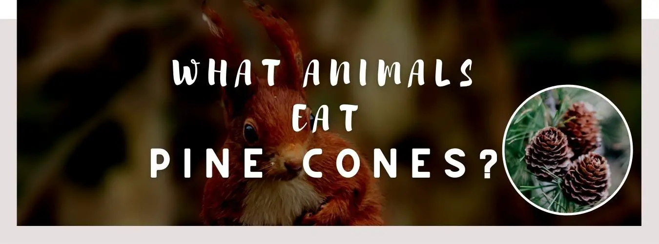 ᐅ What Animals Eat Pine Cones? 7 Interesting Creatures