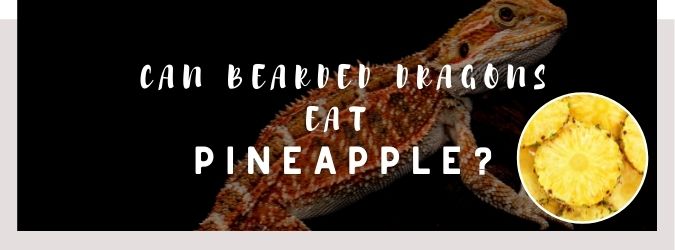 image of bearded dragon, pineapple and a text saying: can bearded dragons eat pineapple?