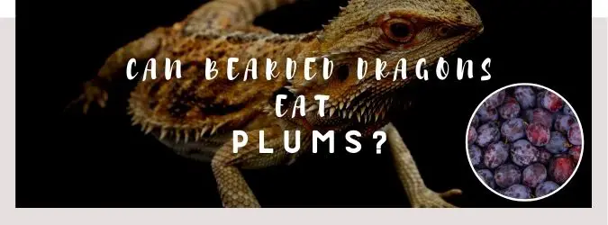 image of bearded dragon, plums and a text saying: can bearded dragons eat plums?