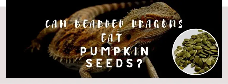 image of bearded dragon, pumpkin seeds and a text saying: can bearded dragons eat pumpkin seeds?