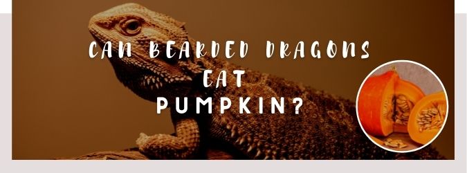 image of bearded dragon, pumpkin and a text saying: can bearded dragons eat pumpkin?