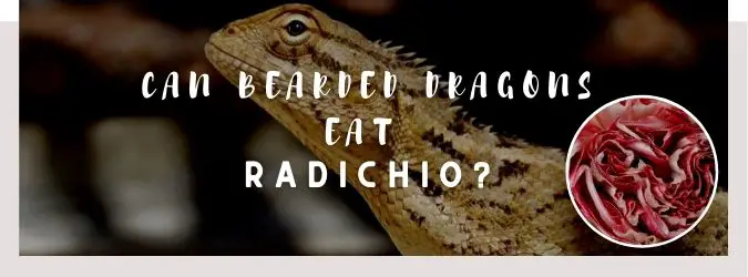 image of bearded dragon, radichio and a text saying: can bearded dragons eat radichio?