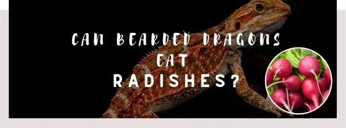 image of bearded dragon, radishes and a text saying: can bearded dragons eat radishes?