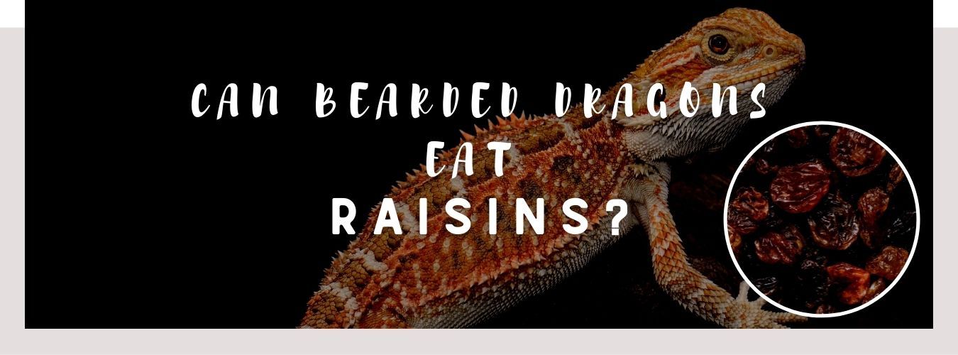image of bearded dragon, raisins and a text saying: can bearded dragons eat raisins?