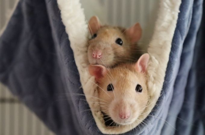 image of 2 rats