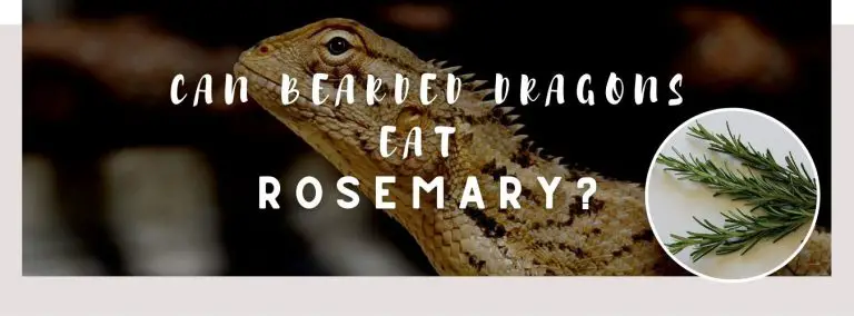 image of bearded dragon, rosemary and a text saying: can bearded dragons eat rosemary?