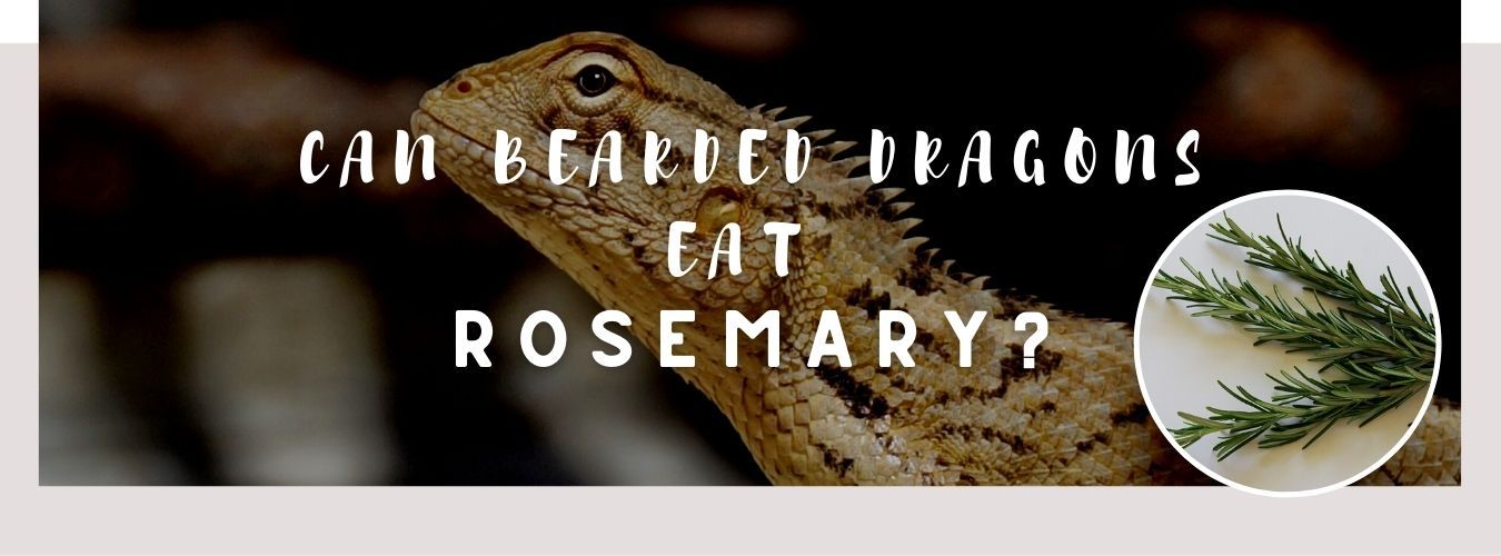 image of bearded dragon, rosemary and a text saying: can bearded dragons eat rosemary?