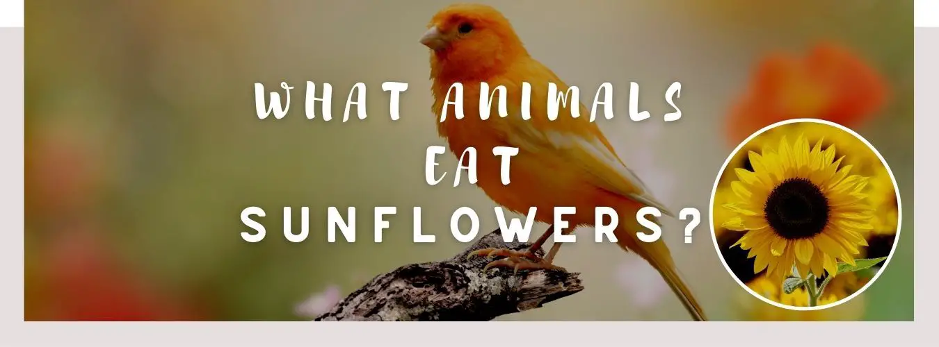 image of bird, sunflowers and a text saying: what animals eat sunflowers