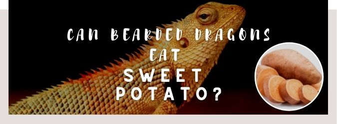 image of bearded dragon, sweet potato and a text saying: can bearded dragons eat sweet potato?