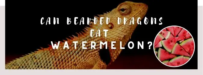 image of bearded dragon, watermelon and a text saying: can bearded dragons eat watermelon?