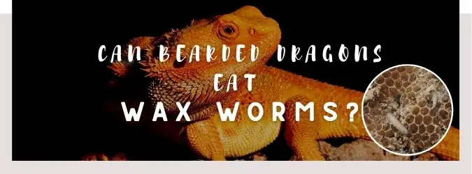 image of bearded dragon, wax worms and a text saying: can bearded dragons eat wax worms?