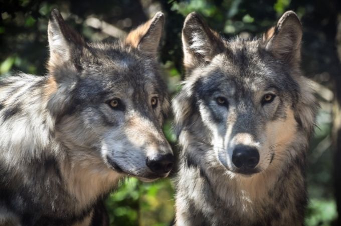 image of 2 wolves