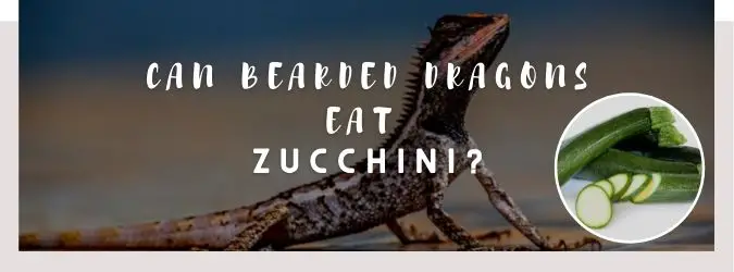 image of bearded dragon, zucchini and a text saying: can bearded dragons eat zucchini?