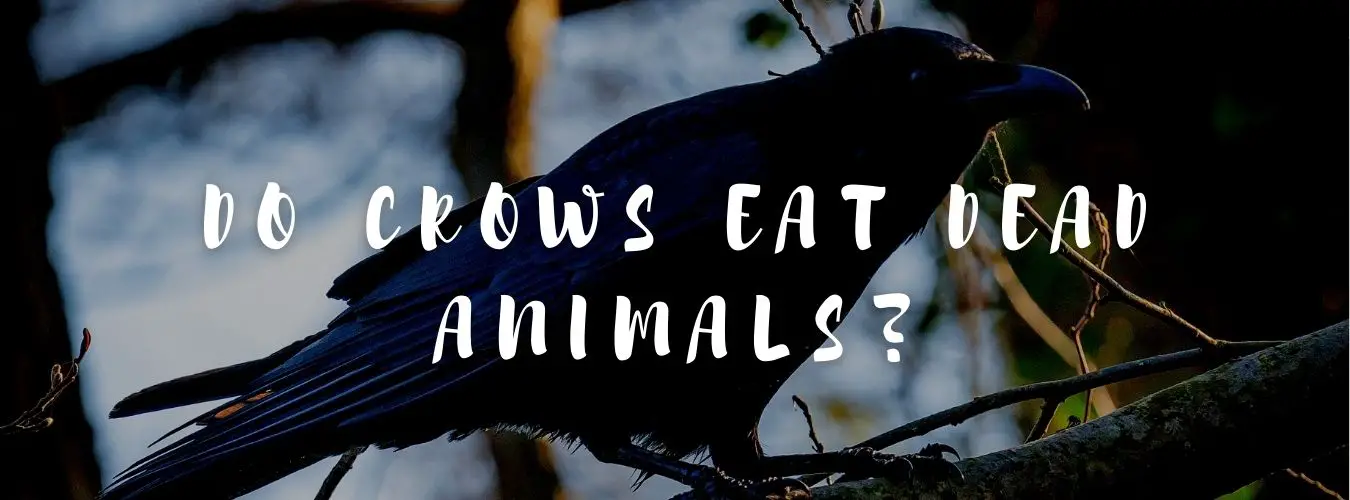ᐅDo Crows Eat Dead Animals? | 5 Surprising Facts