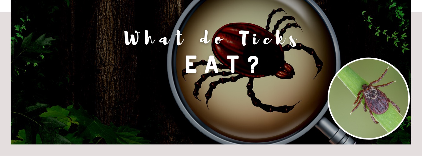 what do ticks eat