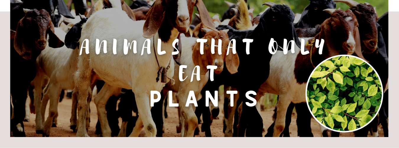 ᐅ Animals That Eat Only Plants | Strict Herbivores